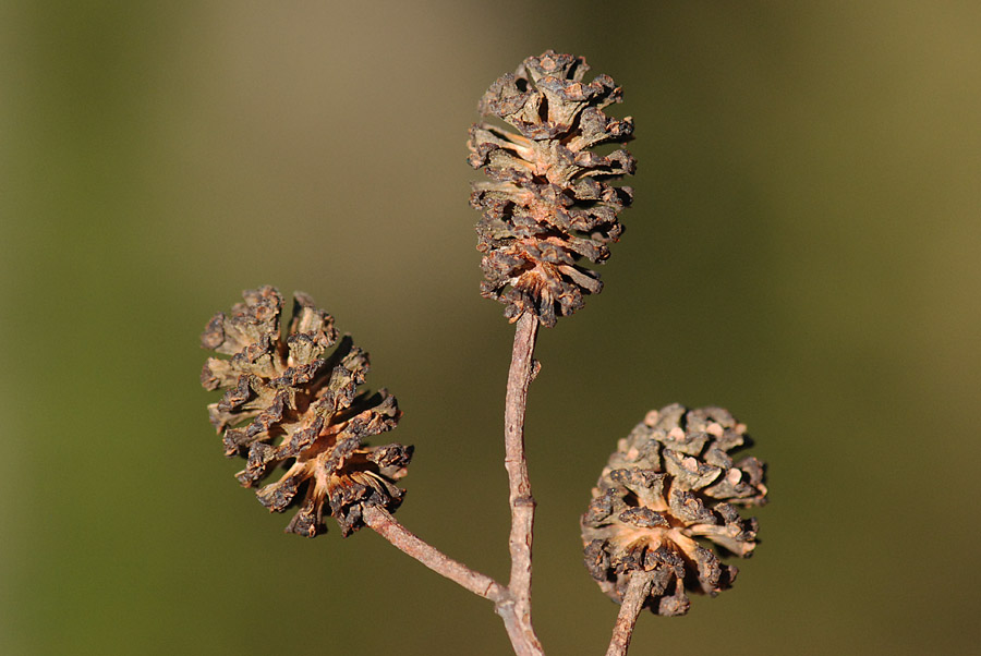 Alliaria petiolata, foglie basali